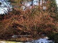 Hamamelis Ruby Glow 2015 02 07 3018